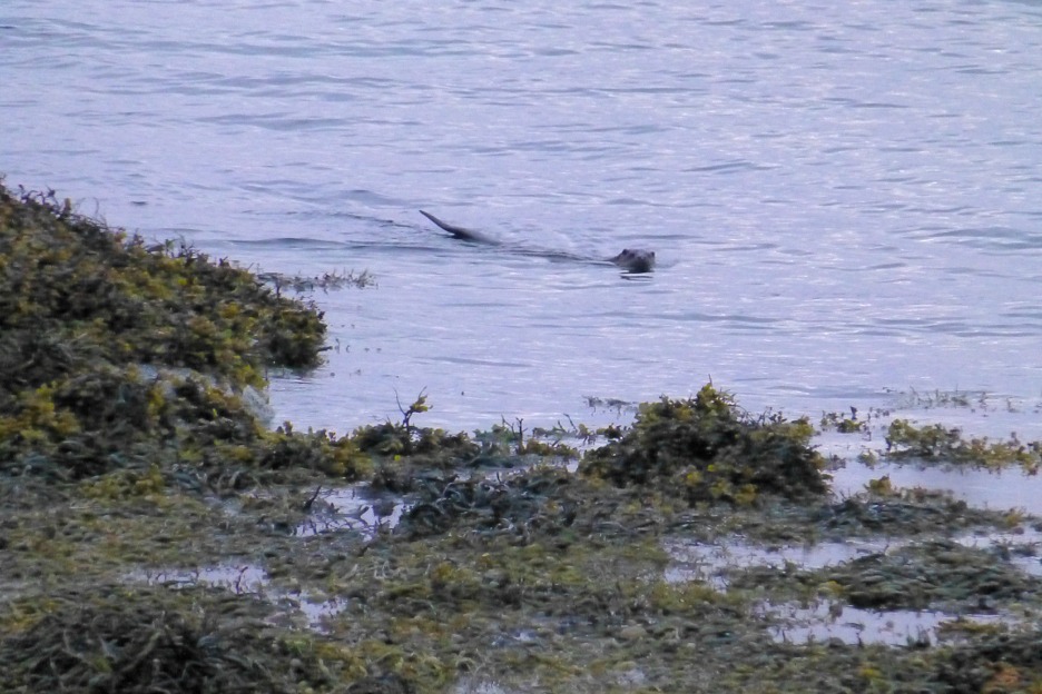 European otter (Lutra lutra), Scotland